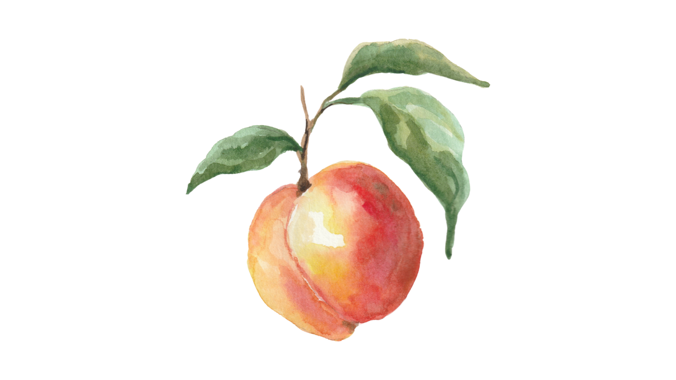 Watercolor peach